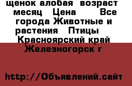 щенок алобая .возраст 1 месяц › Цена ­ 7 - Все города Животные и растения » Птицы   . Красноярский край,Железногорск г.